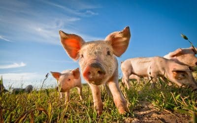 Geen voorziening voor toekomstige bedrijfsvoortzetting